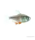 Hyphessobrycon flammeus - Lángvörös pontylazac