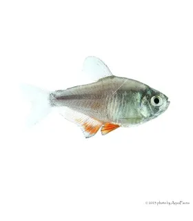Hyphessobrycon flammeus - Lángvörös pontylazac