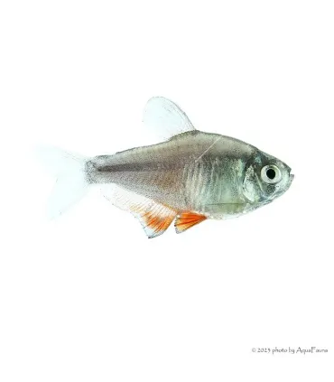Hyphessobrycon flammeus - Lángvörös pontylazac