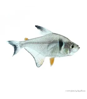 Hyphessobrycon megalopterus - Fekete fantomlazac