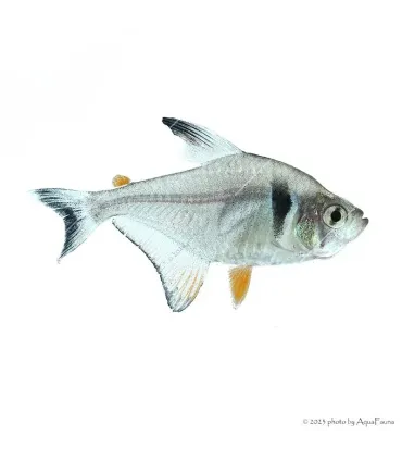 Hyphessobrycon megalopterus - Fekete fantomlazac