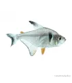 Hyphessobrycon megalopterus - Fekete fantomlazac