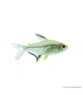 Hyphessobrycon pulchripinnis - Citromlazac