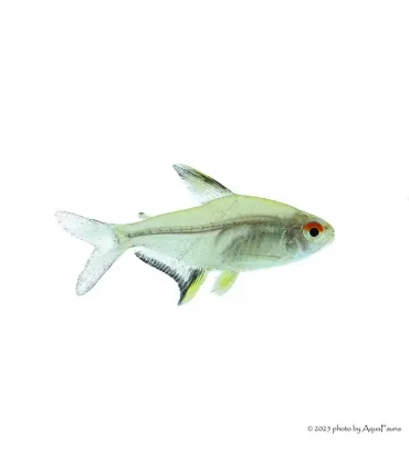 Hyphessobrycon pulchripinnis - Citromlazac