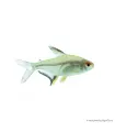 Hyphessobrycon pulchripinnis - Citromlazac