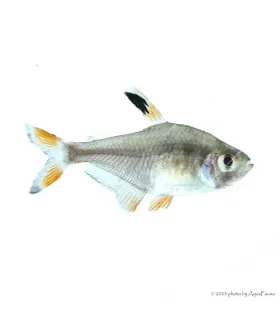 Hyphessobrycon roseus - Rózsa fantomlazac