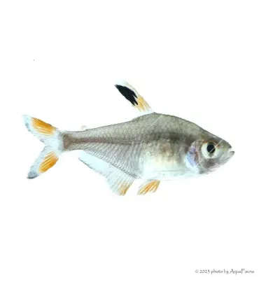 Hyphessobrycon roseus - Rózsa fantomlazac