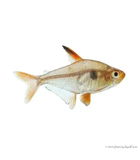 Hyphessobrycon sweglesi - Vörös fantomlazac