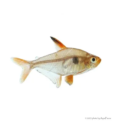 Hyphessobrycon sweglesi - Vörös fantomlazac