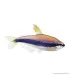 Inpaichthys kerri - Királylazac