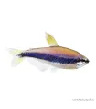 Inpaichthys kerri - Királylazac