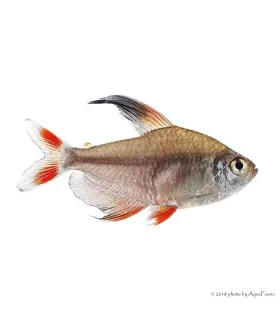 Hyphessobrycon rosaceus - Rózsalazac