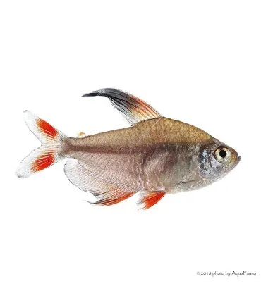 Hyphessobrycon rosaceus - Rózsalazac