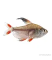 Hyphessobrycon rosaceus - Rózsalazac