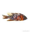 Aulonocara sp. "OB" - OB császársügér