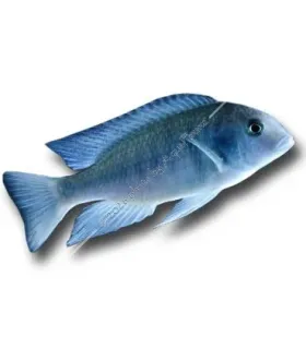 Cyrtocara moorii - Delfinsügér