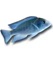 Cyrtocara moorii - Delfinsügér