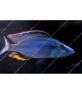 Dimidiochromis compressiceps - Bárdsügér