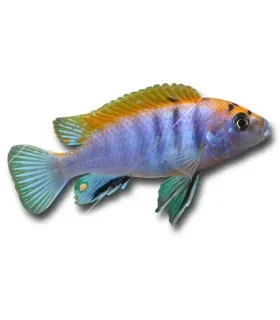 Labidochromis sp. hongi "Red"