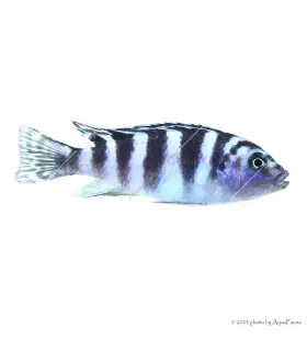 Maylandia lombardoi