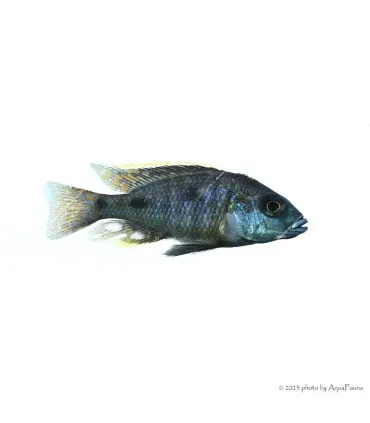 Otopharynx tetrastigma - Pompás metálsügér