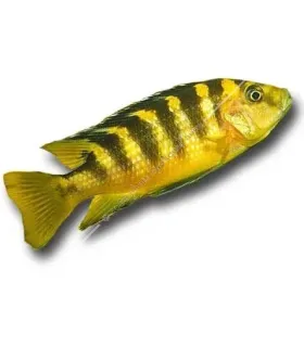 Pseudotropheus crabro - Kaméleon sügér