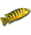 Pseudotropheus crabro - Kaméleon sügér