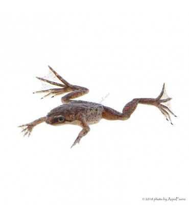 Hymenochirus curtipes - Törpe karmosbéka