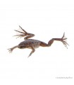 Hymenochirus curtipes - Törpe karmosbéka