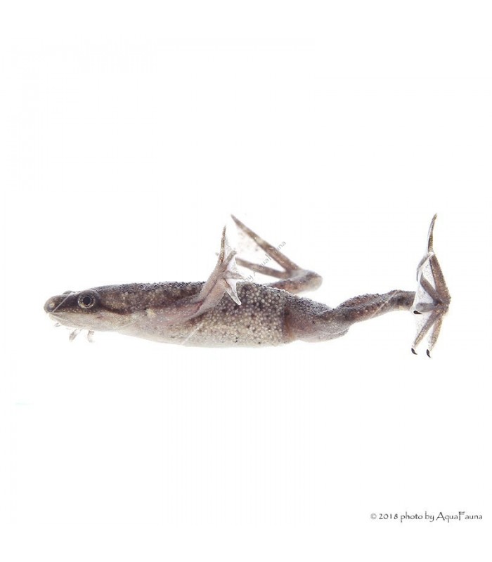 Hymenochirus curtipes - Törpe karmosbéka