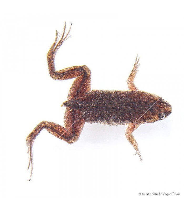 Hymenochirus curtipes - Törpe karmosbéka