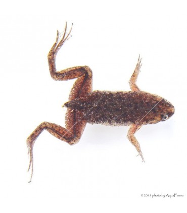 Hymenochirus curtipes - Törpe karmosbéka