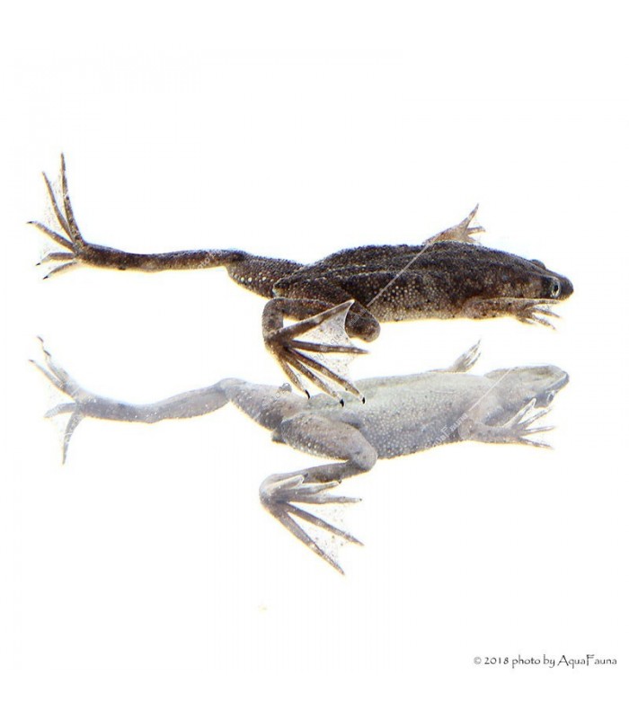 Hymenochirus curtipes - Törpe karmosbéka