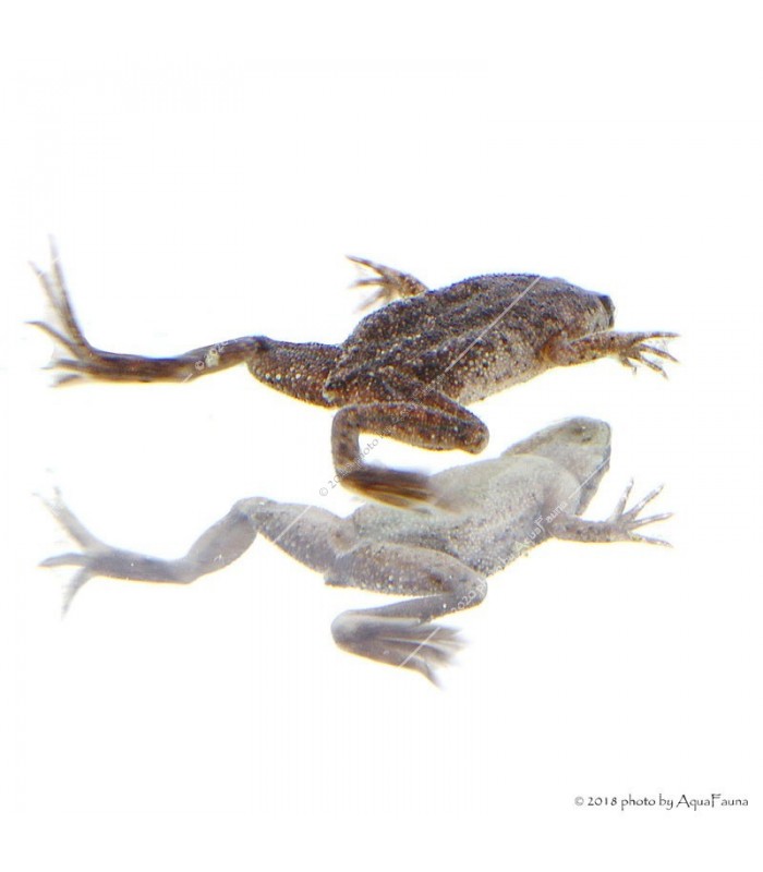 Hymenochirus curtipes - Törpe karmosbéka