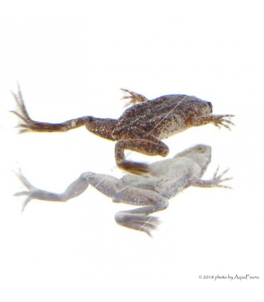 Hymenochirus curtipes - Törpe karmosbéka