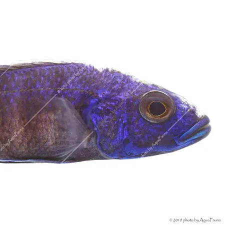 Sciaenochromis ahli fryeri - Kék nyílsügér (Electric Blue)