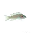 Neolamprologus brichardi - Porcelánsügér