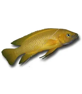 Neolamprologus leleupi - Citromsügér