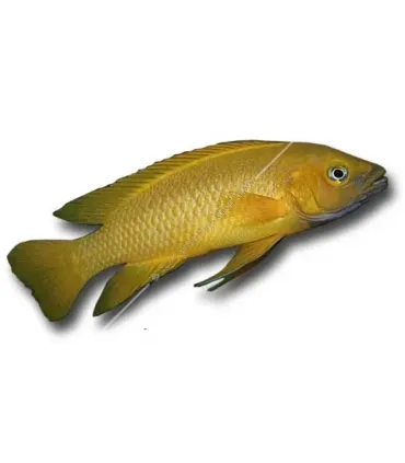 Neolamprologus leleupi - Citromsügér