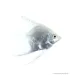 Pterophyllum scalare - Platina vitorlás