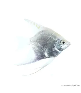 Pterophyllum scalare - Platina vitorlás