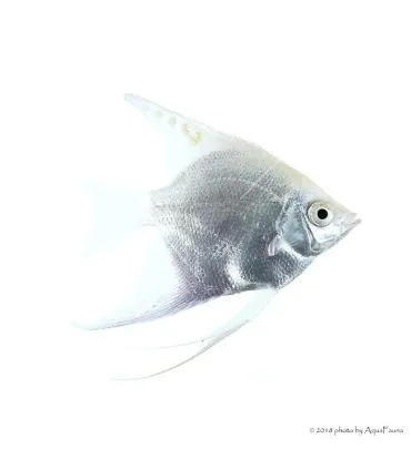 Pterophyllum scalare - Platina vitorlás