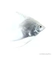 Pterophyllum scalare - Platina vitorlás