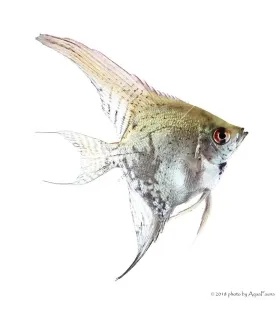 Pterophyllum scalare - Vitorláshal