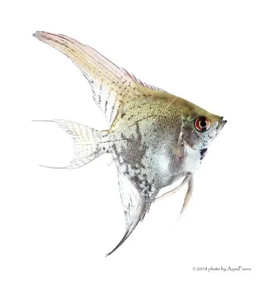 Pterophyllum scalare - Vitorláshal