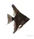 Pterophyllum scalare - Vitorláshal "pinoy" (fekete)