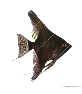 Pterophyllum scalare - Vitorláshal "pinoy" (fekete)