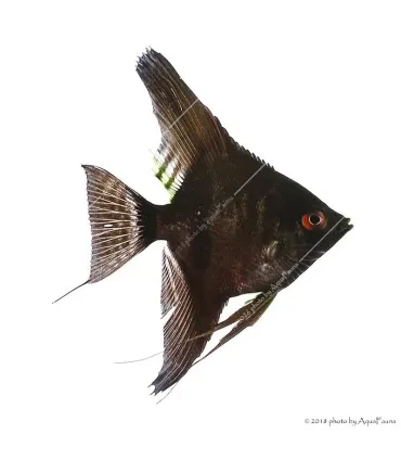 Pterophyllum scalare - Vitorláshal "pinoy" (fekete)