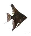 Pterophyllum scalare - Vitorláshal "pinoy" (fekete)