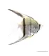 Pterophyllum scalare sp. - Dantum vitorláshal